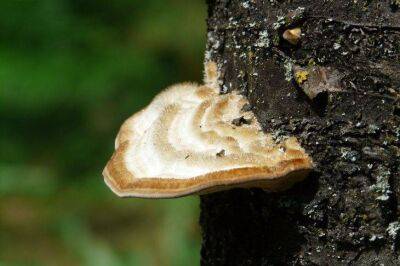 Бесплатный помощник: этот гриб из леса заменит удобрение - sadogorod.club