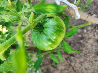 Игорь Зур - Нужно ли обрезать листья томатов в июле: ошибаются многие огородники - sadogorod.club