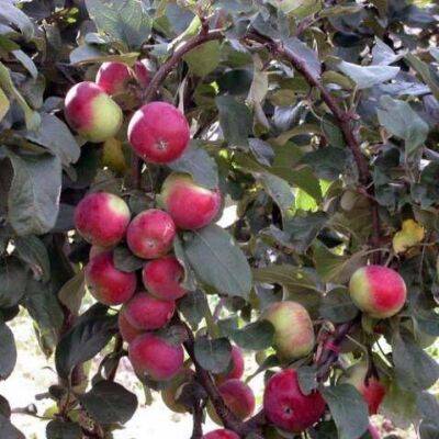 Как ускорить появление первых плодов на деревьях: плодовые кольца и баранка Сусова - sadogorod.club