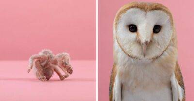 Британский фотограф показывает, как животные преобразились с момента их появления на свет - mur.tv - Англия