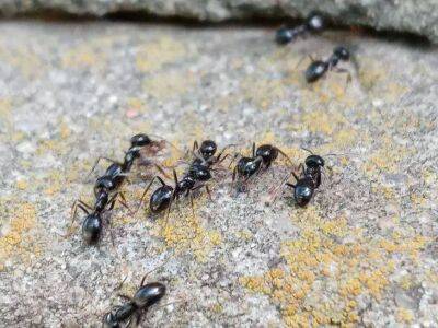 Елен Гутыро - Необычный способ заставить муравьев убраться прочь с огорода: больше их нигде не увидите - sadogorod.club