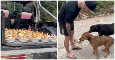 Неравнодушные люди кормят уличных псов - mur.tv - Индия - Таиланд - Индонезия