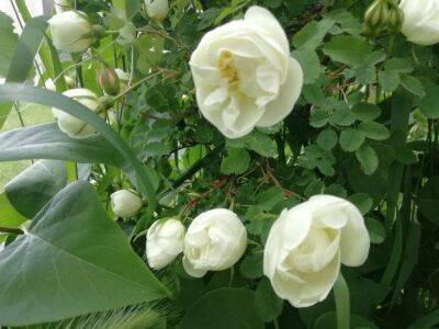 Как ухаживать за розами в августе: правила и советы опытных садоводов - sadogorod.club