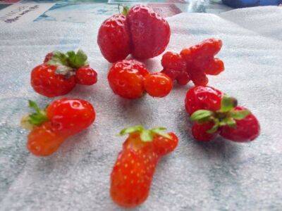 Почему ягоды клубники деформируются: 5 главных ошибок огородников - sadogorod.club