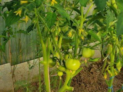 Почему томаты долго остаются зелёными: 4 решения, которые ускорят их созревание - sadogorod.club