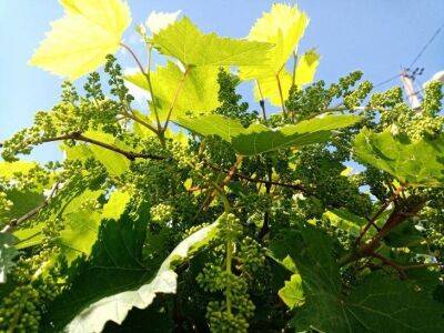 Что нужно сделать с виноградом в июле: 3 самых важных процедуры - sadogorod.club - Виноград