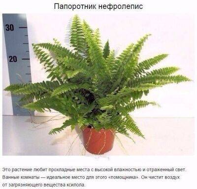 Комнатные растения, которые отлично чистят воздух - polsov.com
