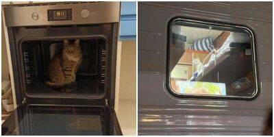 Котики, которые были обнаружены в самых необычных местах - mur.tv