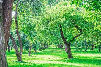 Как защитить деревья в саду от грызунов: советы дачникам - sadogorod.club