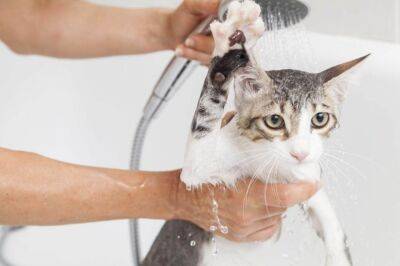 Можно ли мыть кошку обычным шампунем - mur.tv
