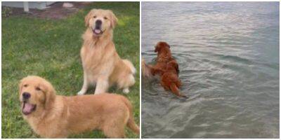 Пёс научил младшего брата плавать - mur.tv