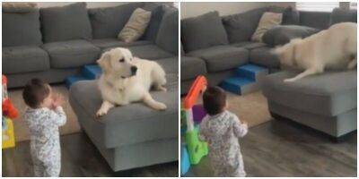 “Ура! Ты ходишь!”: собака увидела первые шаги ребёнка - mur.tv