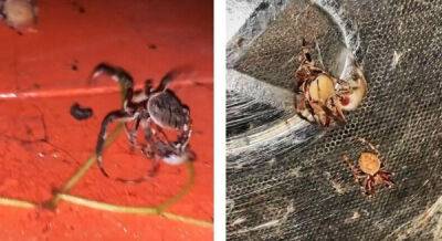 Не на жизнь, а на смерть: схватка двух пауков - porosenka.net - Австралия