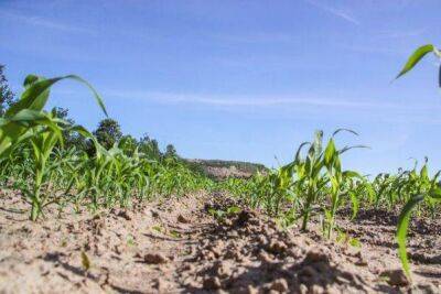 Почему кукуруза выросла без початков: дачники назвали 4 причины неурожая - sadogorod.club