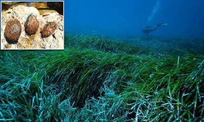 Морская трава поможет очистить океан от пластика - porosenka.net - Испания