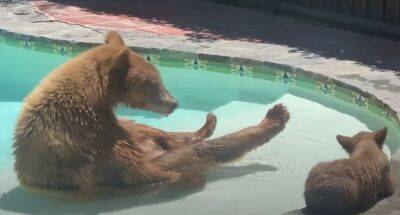 Мама-медведица приходит с медвежонком в бассейн - mur.tv