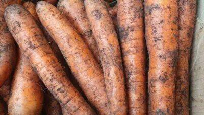 Елен Гутыро - Вырастить крупную и ровную морковь проще простого: вот надежный способ получить хороший урожай - sadogorod.club