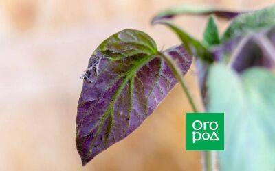 Листья томатов стали фиолетовыми: чего не хватает растениям - sadogorod.club