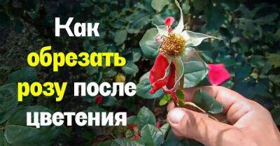 Опытный садовод Федор рассказал, как грамотно обрезать розу сразу после цветения, чтобы она снова зацвела - lifehelper.one