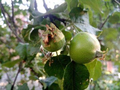Игорь Зур - Почему опадают яблоки без признаков вредителей и болезней: опытные садоводы знают ответ - sadogorod.club