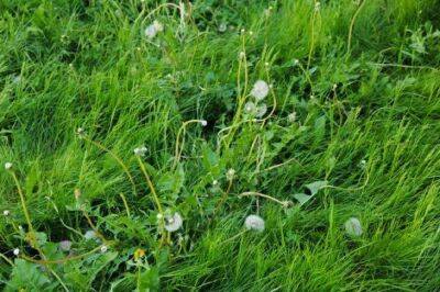 6 вариантов использования скошенной газонной травы: как применять бесплатное сырье в саду и огороде - sadogorod.club