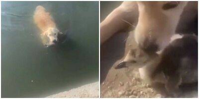 Пёс спас утёнка, который чуть не утонул - mur.tv