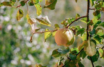Что делать, если летом на яблоне и груше желтеют листья - sadogorod.club