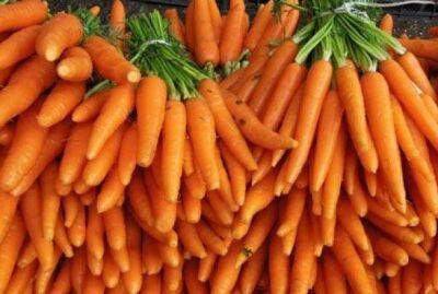 Что добавить в воду при поливе моркови для впечатляющего урожая - sadogorod.club