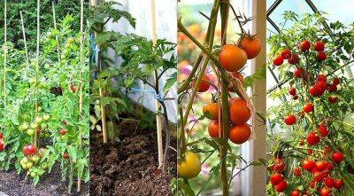 Где лучше выращивать помидоры, в теплице, в парнике или в открытом грунте? - sadogorod.club