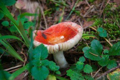 Как вырастить лесные грибы на даче: хитрости ушлых огородников - sadogorod.club