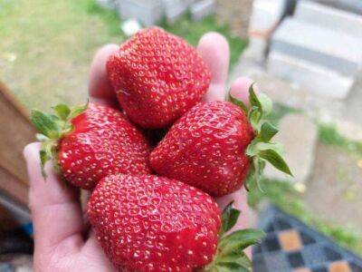 Какие сорта клубники радуют самыми крупными ягодами и очень долго плодоносят на одном месте без пересадки - sadogorod.club