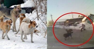 Житель Иркутска на авто протаранил стаю одичавших собак, набросившихся на девочку - porosenka.net - Иркутск