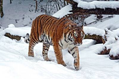 6 фактов о том как зимует уссурийский тигр - porosenka.net