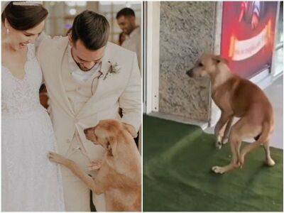 Бродячий пёс заглянул на свадьбу – и молодожёны решили, что это судьба - mur.tv - Бразилия