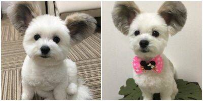 Милейшая собака, похожая на мышонка, очаровала пользователей соцсетей - mur.tv - Токио
