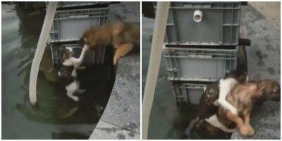 Щенок вытащил кота, который упал в фонтан - mur.tv