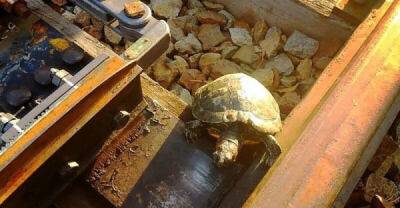 Японцы научили черепах переходить железнодорожные пути - porosenka.net - Япония