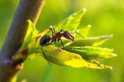 Как избавиться от муравьев с помощью манки: безопасный способ - sadogorod.club