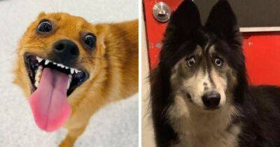 13 забавных снимков собак, чьи невероятно выразительные мордахи способны и развеселить, и озадачить - mur.tv