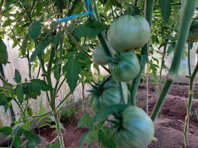 3 причины, почему трескаются помидоры: типичные ошибки огородников - sadogorod.club