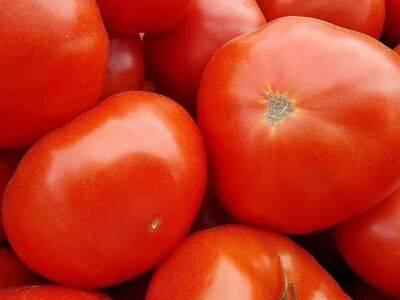 Елен Гутыро - Способ посадки томатов с необычным удобрением: работает безотказно, и урожай будет небывалым - sadogorod.club