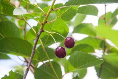 4 причины, по которым вишня имеет горький вкус и что делать с такими плодами - sadogorod.club