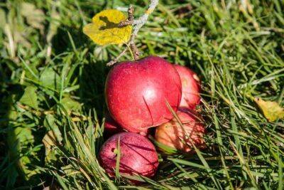 Падалица яблок: 3 способа применения, о которых не догадываются дачники - sadogorod.club