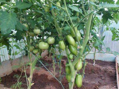 Как приготовить раствор из помидорной ботвы для обработки плодовых деревьев и кустарников от тли и плодожорки - sadogorod.club