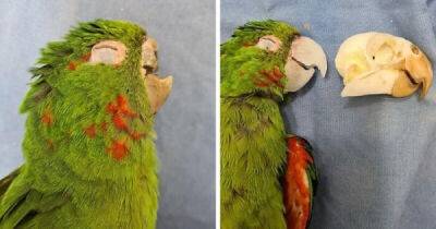 Спасенному попугаю подарили новый клюв - porosenka.net - Бразилия
