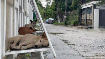 В Тайланде разместили навесы для собак, чтобы спасти от жары - mur.tv