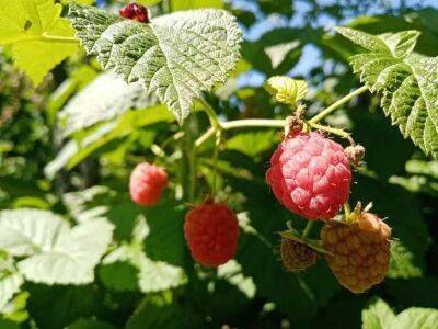 Елен Гутыро - Секретная подкормка для малины в 5 раз лучше перегноя: урожаем сладких ягод завалит огород - sadogorod.club