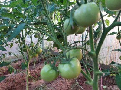 Елен Гутыро - Полузабытый дедовский способ, чем поливать томаты, чтобы кусты росли мощные, усыпанные плодами - sadogorod.club