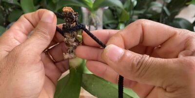 Чудо способ спасения орхидеи без корней с помощью шнура - lifehelper.one