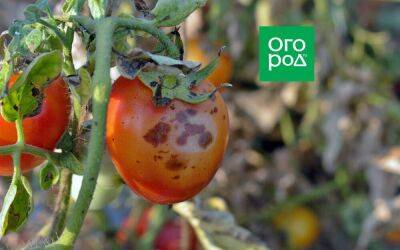 Пятна на плодах томата: болезнь или особенность сорта - sadogorod.club - республика Крым